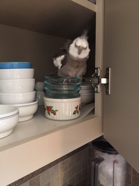 "Fluffiness #3!" - for the fans!