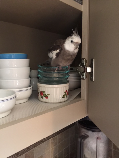 And here's "Fluffiness #2!" 