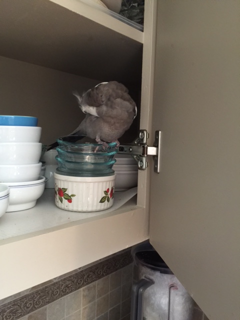 Yup - you sure are right. Very fluffy indeed (and always pretty)!