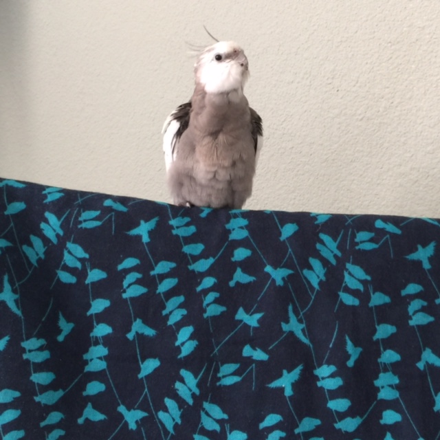 Yes, Mom, I'm ready to begin the "Alpha Preening  Modeling Shoot."