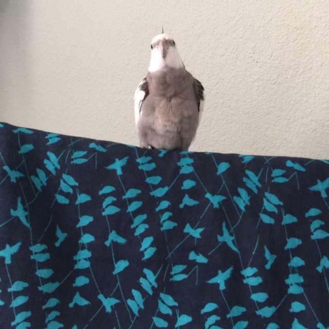 Here I am surrounded by many members of my flock.