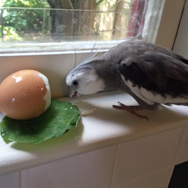 Well that is very nice you cut off a chunk that is "beak sized." 