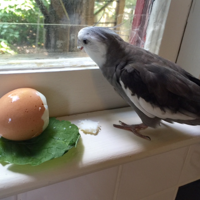 Well it is a lovely presentation, I agree. But no frou frou stuff from now on. .007 doesn't need anything but pure hard boiled.