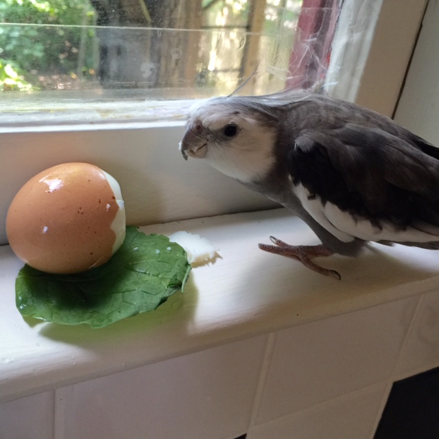 Um, waitress? I clearly ordered mine "hard boiled." What is this green thing?
