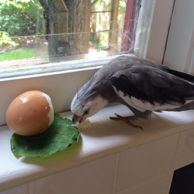 Looks like I'll have to have another talk with my waitress about the difference between "soft boiled" and "hard boiled."