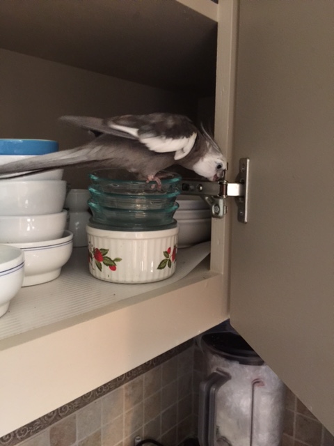 Although I must say, it IS quite shiny....well, hello there!