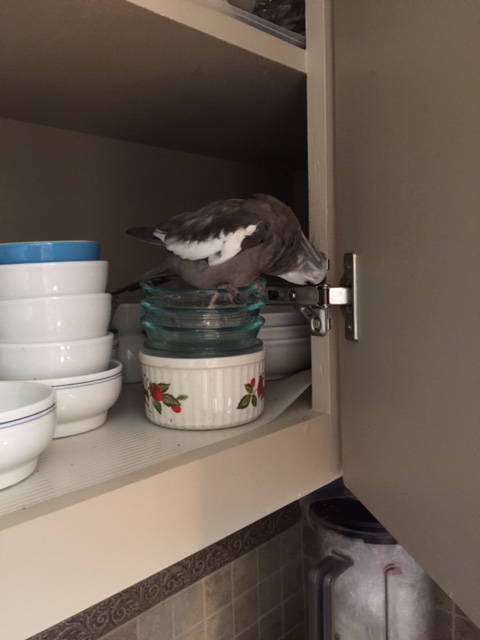 Here, let me give you the "beak grip" of approval to remain. 