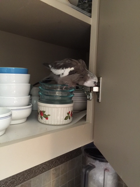 My name is Pearl Cutts. I am famous and feathery. And who might you be?