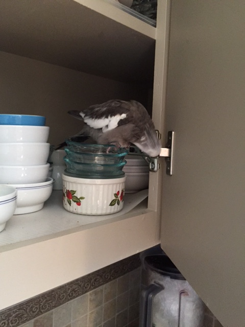 I am also the casa Head of Security. But because you are so shiny, I am inclined to let you stay.