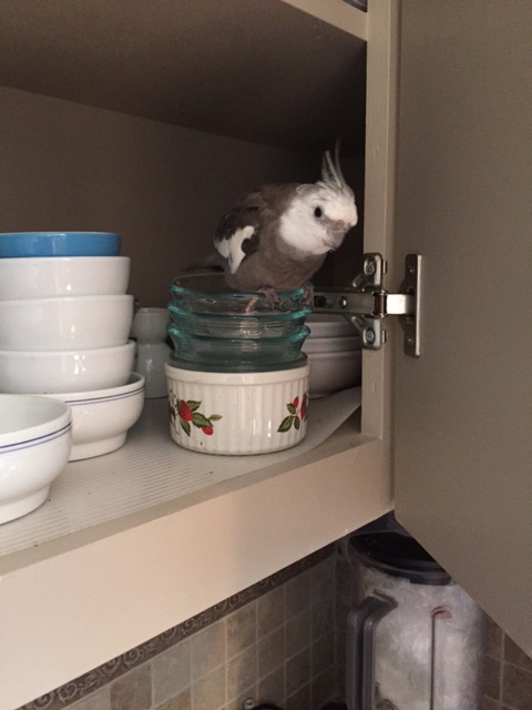 Oh boy. I see that my large featherless flock has left the heavy security lifting to me as usual.