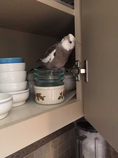 Mom? Care to explain the presence of this unauthorized shiny device?