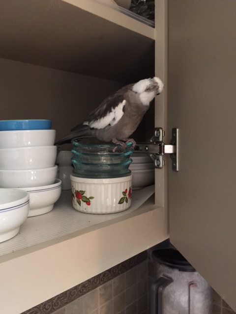 You thought I would like to interview it myself since it is shiny? A likely story.