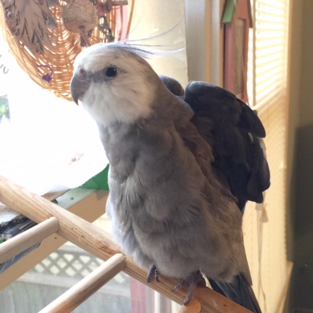 Plus, everyone knows super(bird)models don't molt.