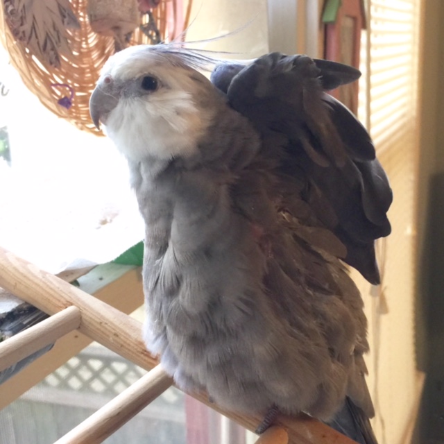 Luckily we know how to fix this - one glimpse of my cute downy under-feathers and they'll forget all about ridiculous rumors of molting.