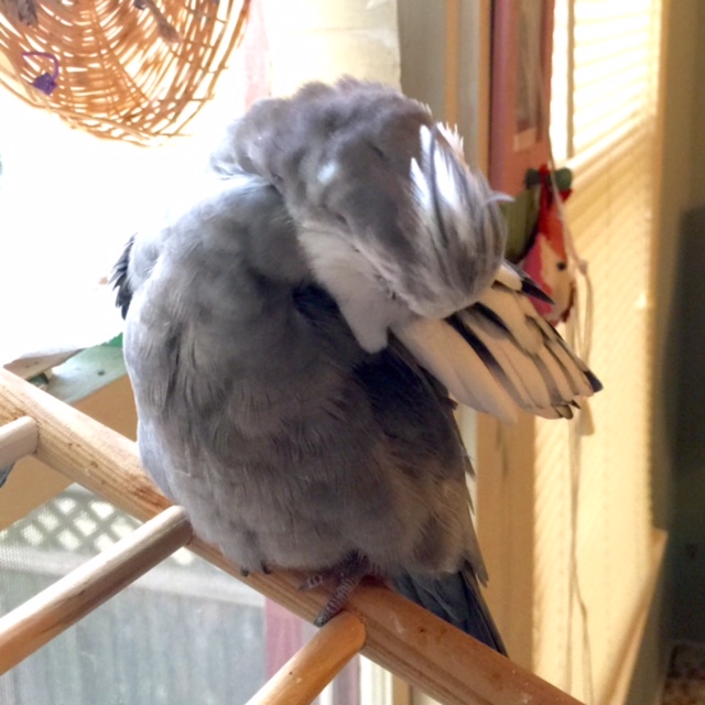 We simply "change our feathers with the seasons."