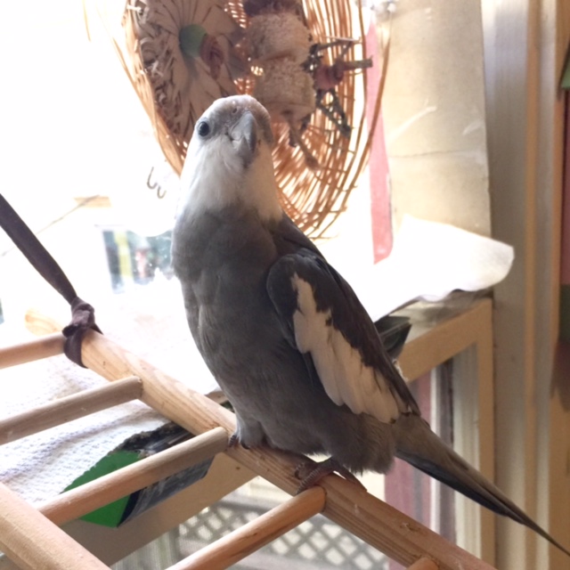 What, Mom? Molting? Who said I was molting?