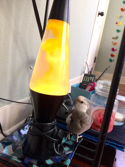 And you say featherless beings find this kind of lighting very romantic?