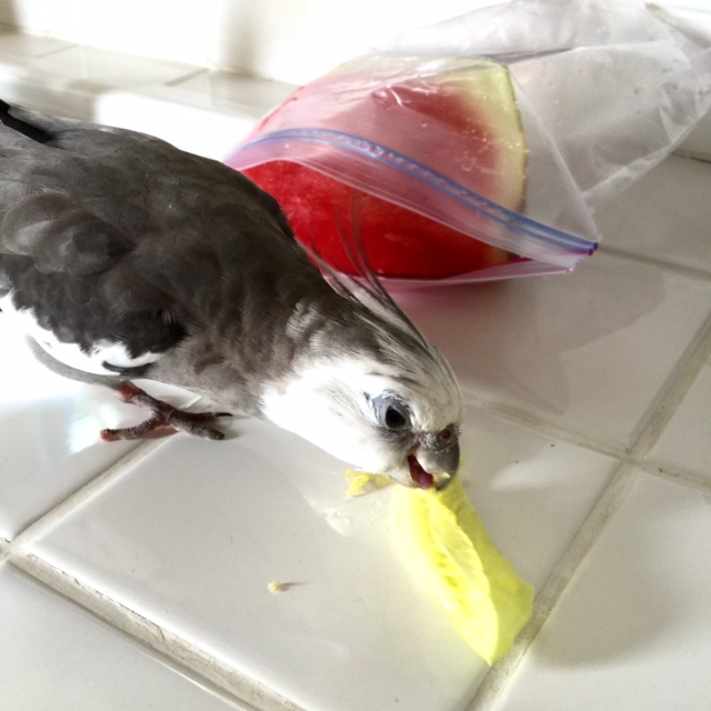 Although quite a bit lighter than most of the houseplants I enjoy.