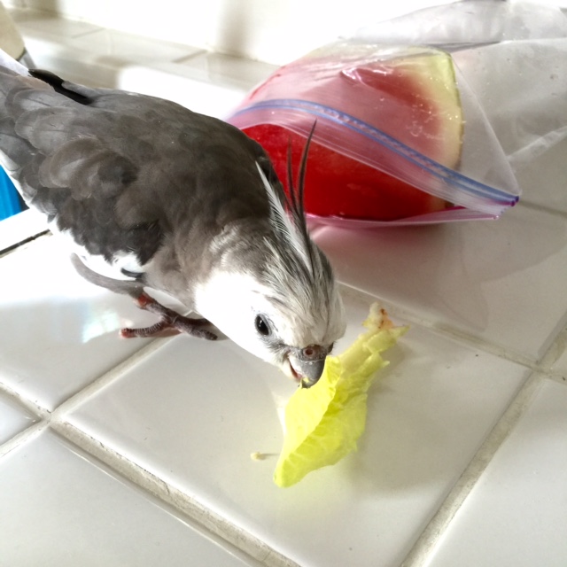 You're an imported houseplant? Oh, well that explains it!