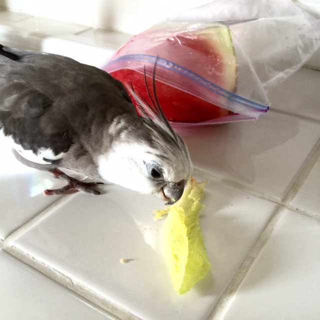 Well hello there! My name is Pearl and I can't help but notice how unappreciated you seem to be around here.