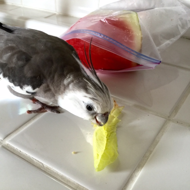 I know, but that's what happens when you encounter inferior palates. You wouldn't believe some of the things the small shelled being likes to eat!