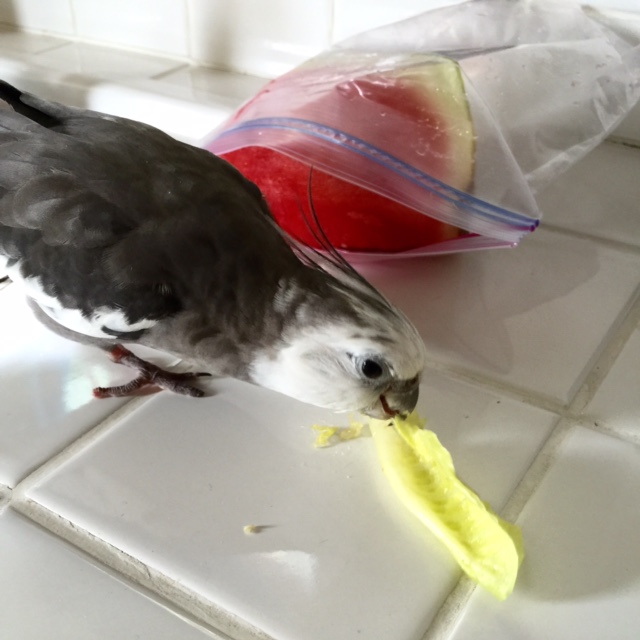 And the large one with no feathers - well, don't get me started. I don't think she has any taste buds.