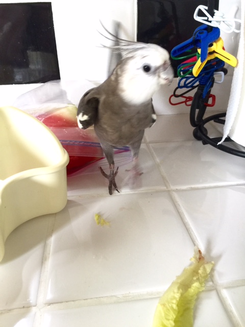 And my large featherless assistant just left it sitting here. 