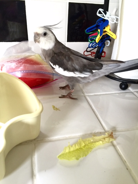 Oh! That is the exact item I saw the small shelled being refusing to eat earlier.