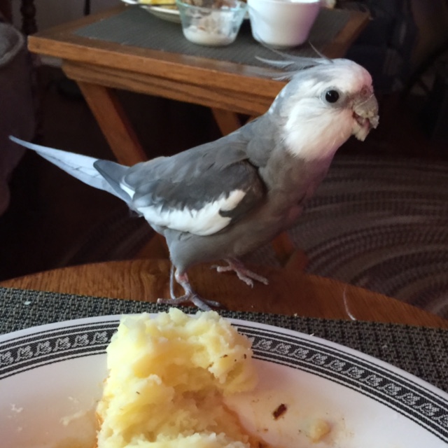 Now where did my large featherless photography assistant go....?