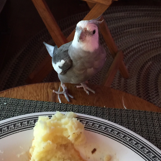 I have it! I have just had the most wonderful idea!