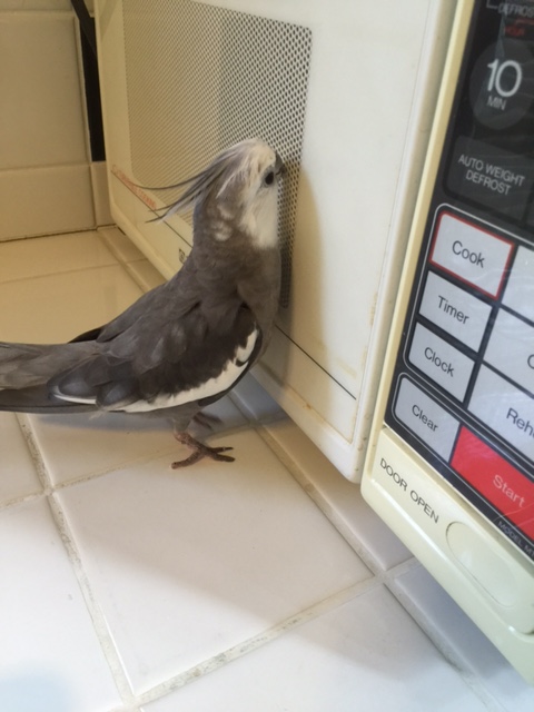 They seem to be coming from this large white building....OH. Well! Hello there! How did you get trapped in there?