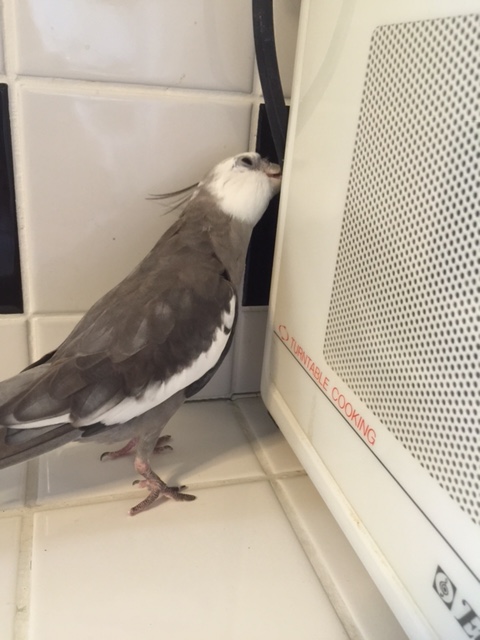 Yes - I really think that this will work.