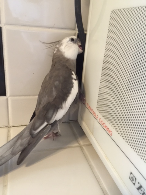 I will just use my powerful beak to grasp onto this emergency climbing device.....