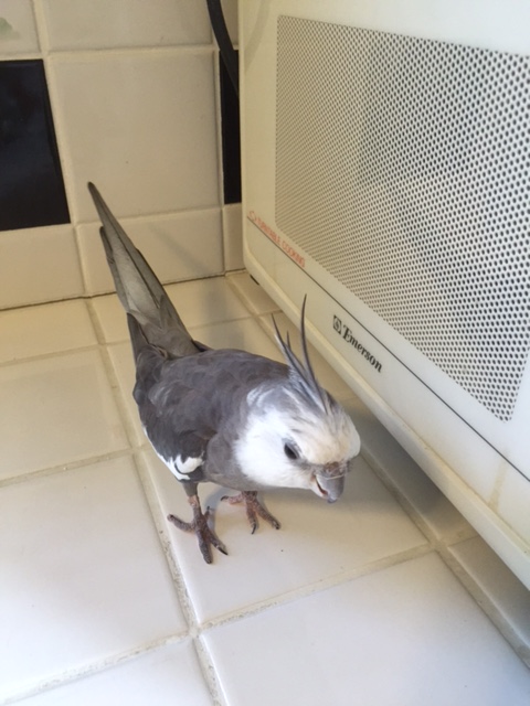 Oh - I see my large featherless assistant has my breakfast bowl all ready to go. I'll just head on over....