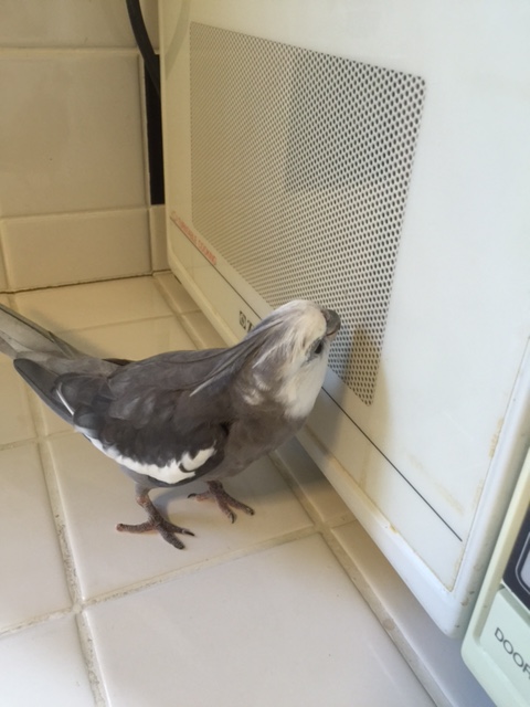 You are so pretty - there is no way .007, pint-sized super spy, is going to leave you trapped in there!