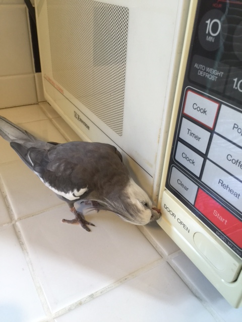 Hmmm. My super spy senses tell me the escape hatch must be around here somewhere....