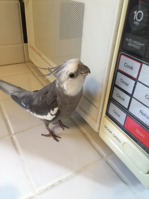 But wait! What's that? Are those the faint cries of distress I hear?