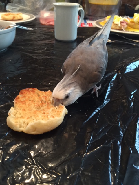 Nom nom nom....trust me....CRUNCH nom crunch....that's the least of your worries.