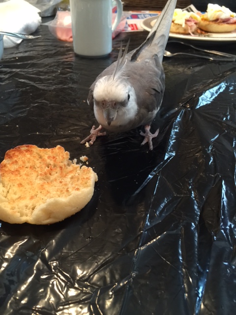 Oh good. A muffin. I was hoping muffins would be on the menu today.