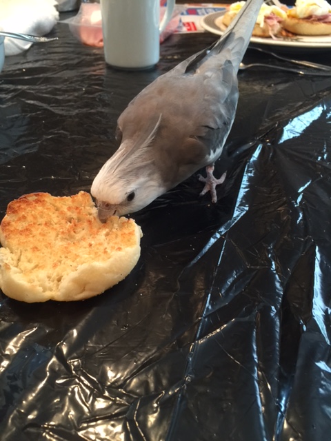 Now look. I'm going to beak-fling a practice missile. You see that large featherless being over there - yes, the one holding the small rectangular flashing device....