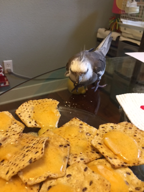 Where did this herd of wild nachos come from?