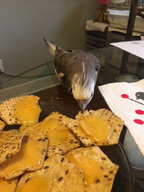 You must be the "Alpha Nacho." I am Pearl, aka .007, aka pint-sized super spy.