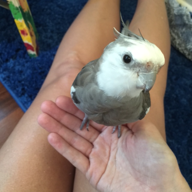 I knew choosing the "on demand" neck feathers scratching services was the right thing to do.