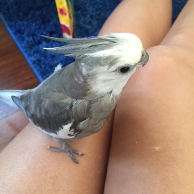 Boy are my neck feathers itchy.