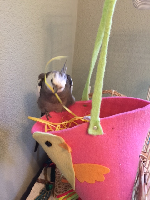 I have proven my prowess at "nest tidying."