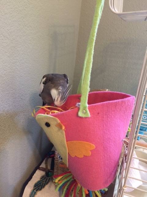 I am the courtliest of suitors - more courtly than even the original (full size) 007 himself.