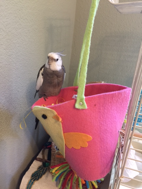 Here I am, the manliest of manbirds with a posh and fab nesting site ripe for the picking.