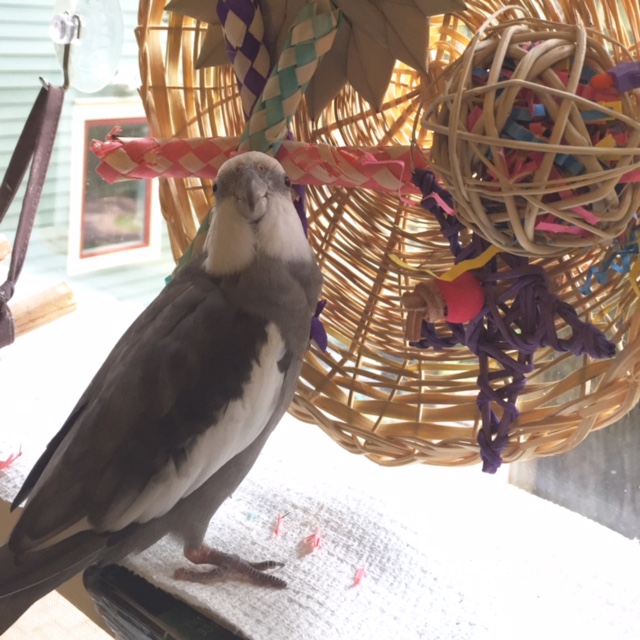 Emphasis on MY.....yes I'd be happy to pose with my new wicker wheel.....and yes that is close enough to take a good photo of me with MY wicker wheel....