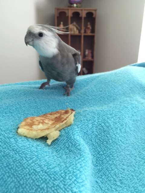 What's that, Mom? The Small Chef wants me to sample this pancake and give her my honest assessment?