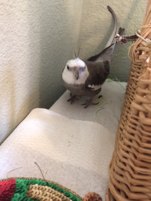 Well, I can certainly understand that - you are lacking the other essential color, grey!